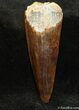 Inch Spinosaurus Tooth - Perfect Enamel #1310-1
